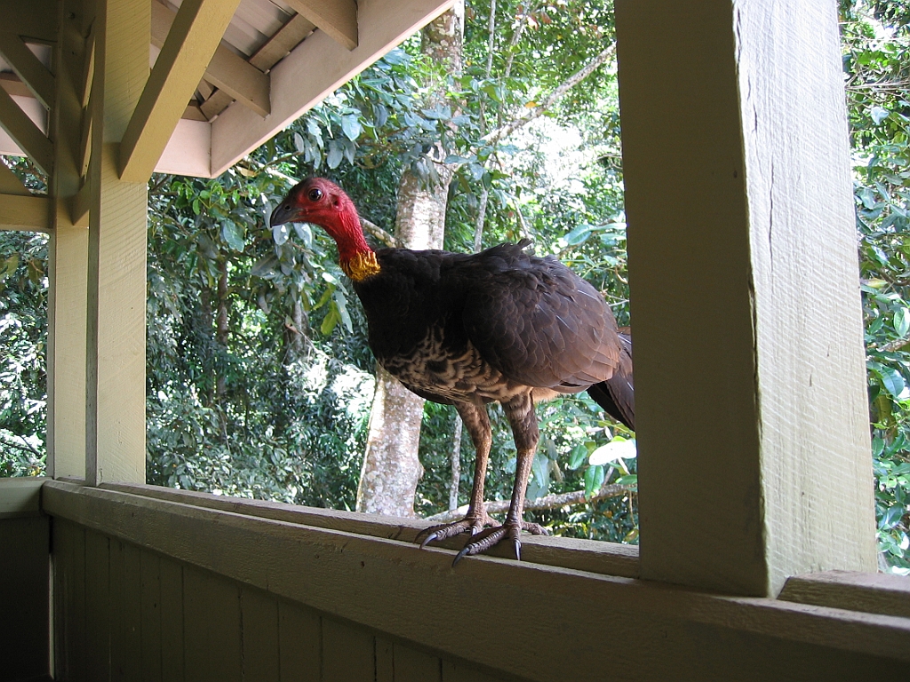 182 Lake Barrine.jpg